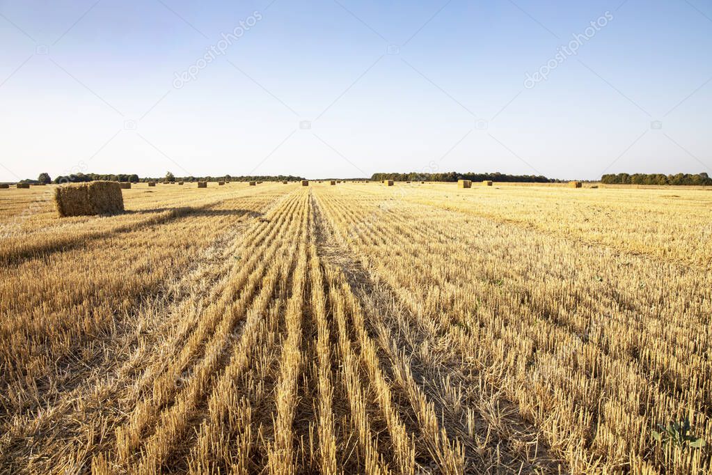 Big yellow field after harvesting. Mowed wheat fields under beau