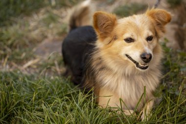 Bir köpek çimlerin üzerinde duruyor ve kameraya bakıyor.