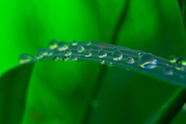 Gouttes de pluie — Photo