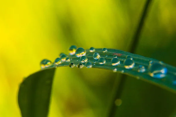 Gouttes de pluie — Photo