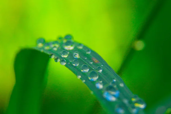 Gouttes d'eau sur les feuilles du jardin — Photo