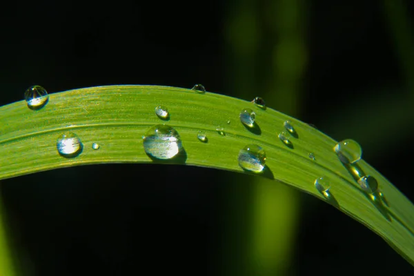 Gouttes de pluie — Photo