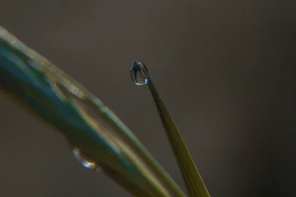 Gouttes de pluie — Photo