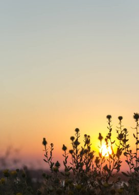 Sunrise çiçekli. Horison Pzr. Sabah gökyüzü.