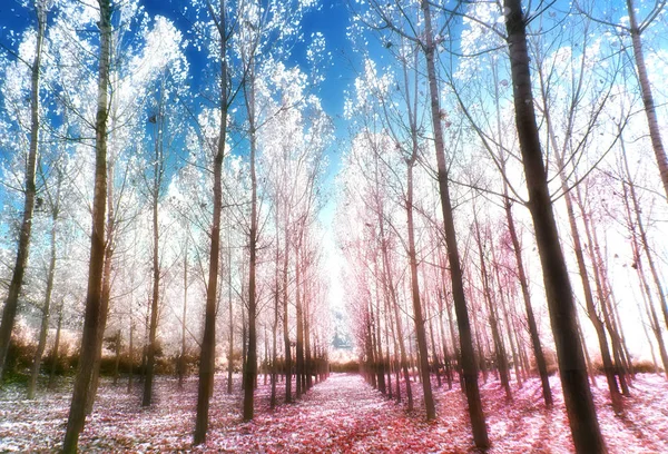 Infrared Landscape Photos Forests Waterfalls Trees — Stock Photo, Image