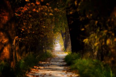 Sonbahar ve bahar manzara fotoğrafları