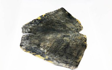 Sıkıştırılmış Kaplumbağa Kabuğu Beyaz Arka Plan