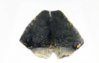 Sıkıştırılmış Kaplumbağa Kabuğu Beyaz Arka Plan