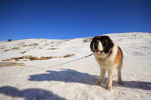 乌鲁达格滑雪胜地 布尔萨 — 图库照片