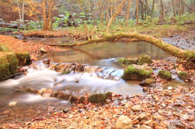 Yedigöller Milli Parkı / Bolu