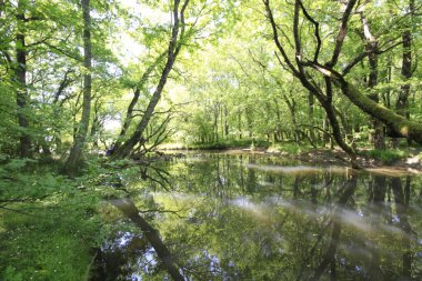 Uzunöz ormanları / Kadıköy - Kırklareli