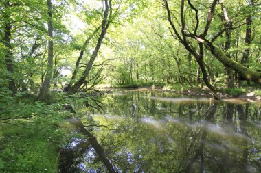 Uzunöz ormanları / Kadıköy - Kırklareli