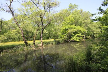 Uzunöz ormanları / Kadıköy - Kırklareli