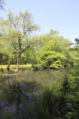 Uzunöz ormanları / Kadıköy - Kırklareli
