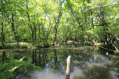 Uzunöz ormanları / Kadıköy - Kırklareli