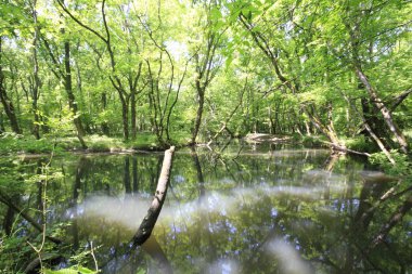 Uzunöz ormanları / Kadıköy - Kırklareli