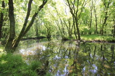 Uzunöz ormanları / Kadıköy - Kırklareli