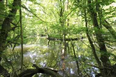 Uzunöz ormanları / Kadıköy - Kırklareli