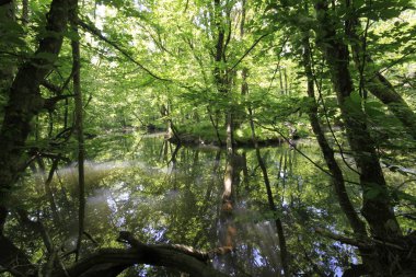 Uzunöz ormanları / Kadıköy - Kırklareli