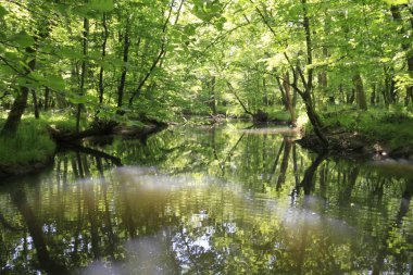 Uzunöz ormanları / Kadıköy - Kırklareli