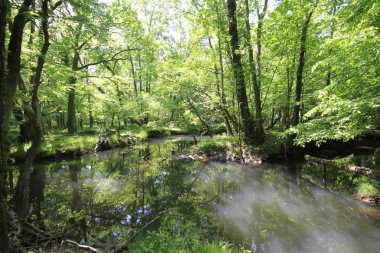 Uzunöz ormanları / Kadıköy - Kırklareli