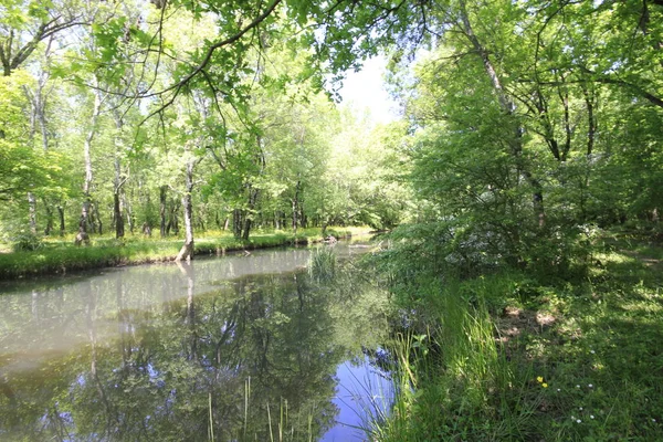 Longoz Forsts Kiyikoy Kirklareli — Stockfoto