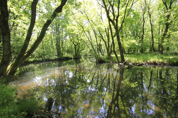 Uzunöz ormanları / Kadıköy - Kırklareli