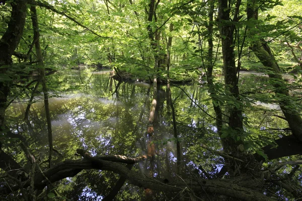 Longoz Skogar Kiyikoy Kirklareli — Stockfoto