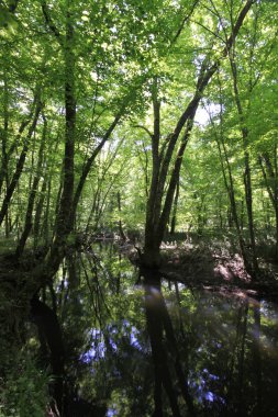 Uzunöz ormanları / Kadıköy - Kırklareli