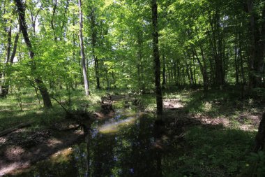 Uzunöz ormanları / Kadıköy - Kırklareli
