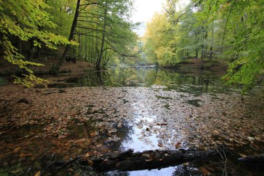 Sonbaharda Yedigöller Milli Parkı
