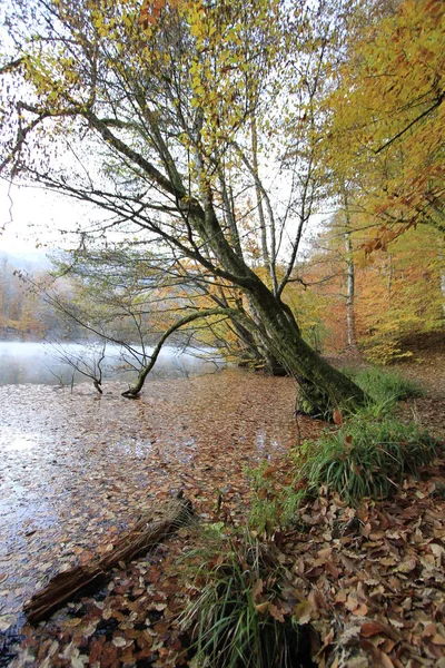 Národní Park Yedigoller Podzimní Výhledy Bolu Turecko — Stock fotografie