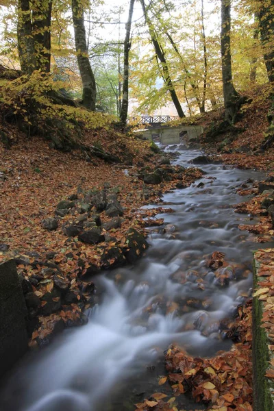 Yedigoller National Park Осінній Вид Болу Туреччина — стокове фото