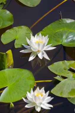 Dipsiz Yalova Gölü, Çınarcık, Yalova, Türkiye