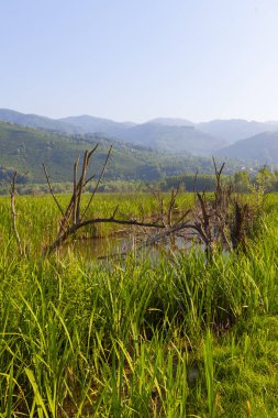 Efteni Gölü ve peyzajı / Düzce .