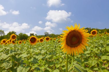 Ayçiçeği tarlası ve peyzajı (doğa) 