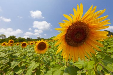 Ayçiçeği tarlası ve peyzajı (doğa) 