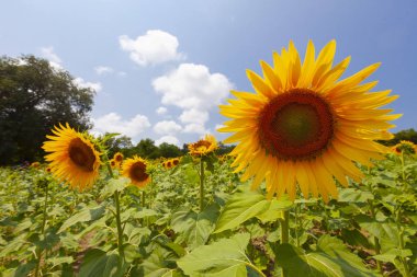 Ayçiçeği tarlası ve peyzajı (doğa) 