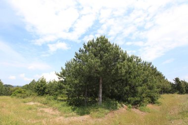 Gölyazı (Gölyaz) Bursa Türkiye