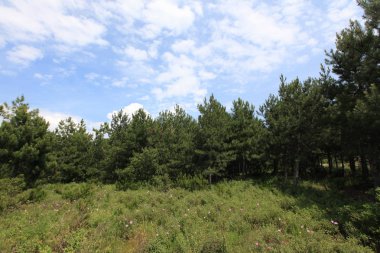 Gölyazı (Gölyaz) Bursa Türkiye