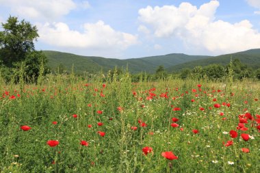 Gölyazı (Gölyaz) Bursa Türkiye