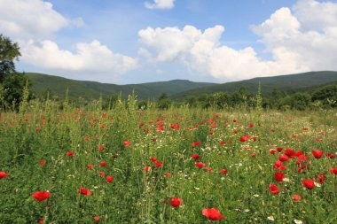 Gölyazı (Gölyaz) Bursa Türkiye