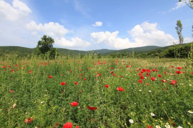 Gölyazı (Gölyaz) Bursa Türkiye