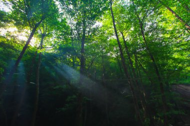 Sudusen Şelalesi ve Peyzajı / Bursa 