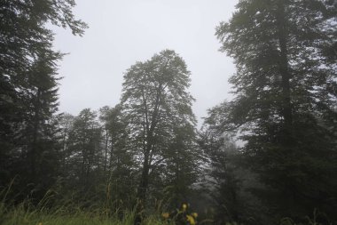 Koçdz Yaylası ve Kaçkar Dağları