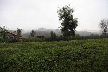 Koçdz Yaylası ve Kaçkar Dağları