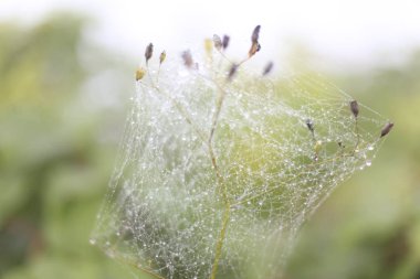 Koçdz Yaylası ve Kaçkar Dağları