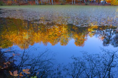 Bolu Türkiye Sonbahar'da Sevenlakes Milli Parkı. Yedigöller Milli Parkı