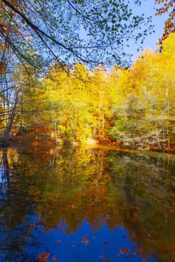 Bolu Türkiye Sonbahar'da Sevenlakes Milli Parkı. Yedigöller Milli Parkı