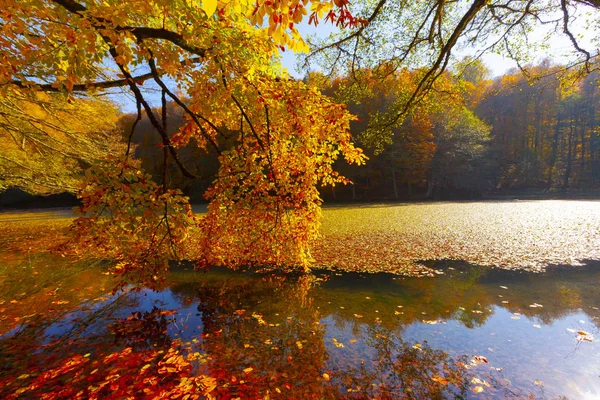 Park Narodowy Sevenlakes Jesienią Bolu Turcja Yedigoller Milli Park — Zdjęcie stockowe